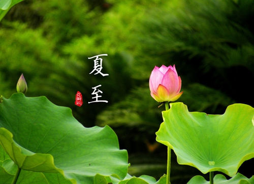 【今日夏至】荷风送香气,南方迎高温
